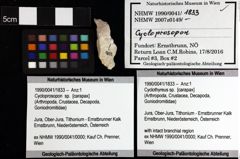 Foto (Objket + Etiketten) von Pithonoton marginatum (von Meyer, 1842) 